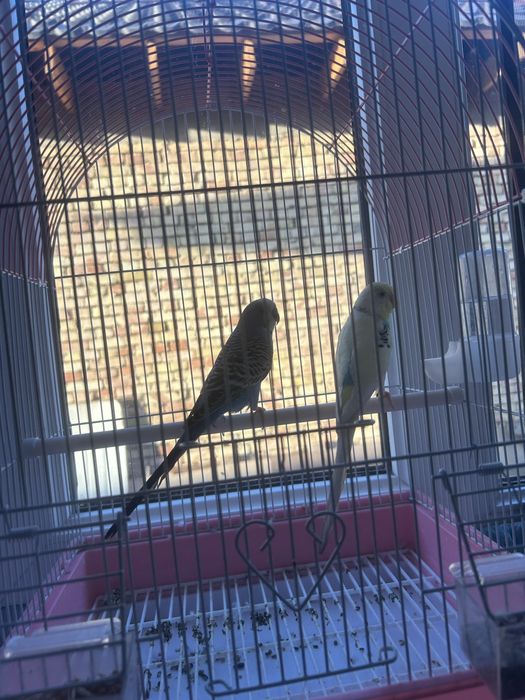 Попугай волнистики