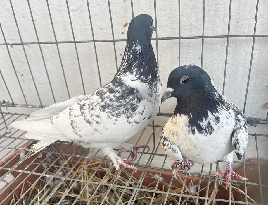 Продам молодых головастиков