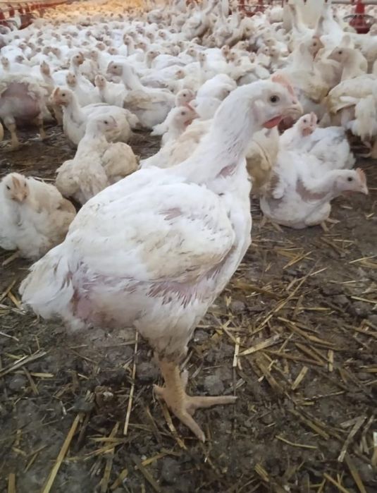 Avem pui alb de carne și pui rasă mixtă