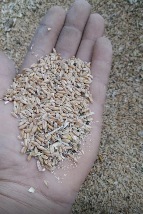 Продам зерноотходы