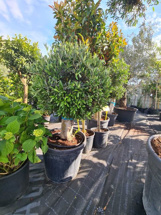 Plante Ornamentale Premium pentru Amenajări Exterioare de Impact