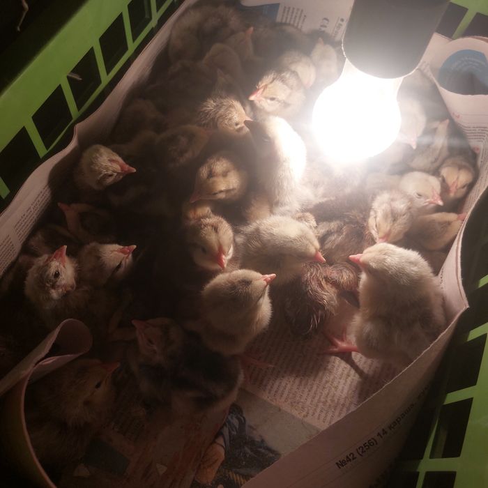 Цыплята барковские