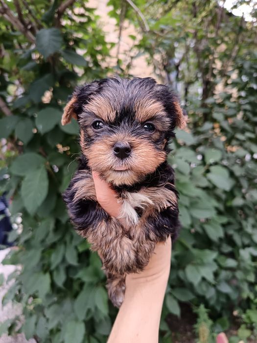 Профессиональный питомник собак