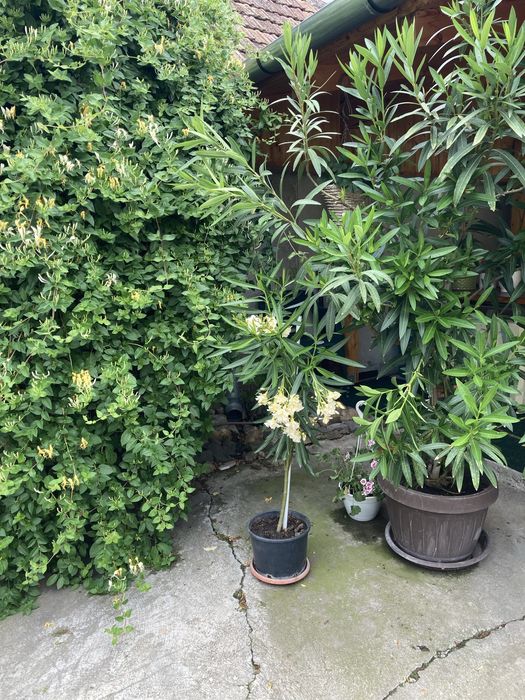 Floare de Leandru Nerium