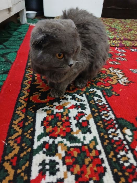 Skotish fold zotlik mushuk