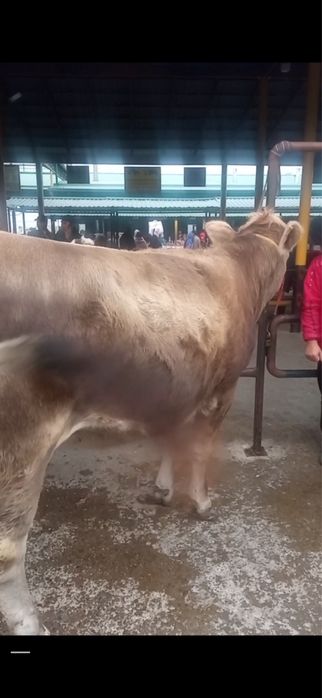 Сминтал 2 йош тоза зот