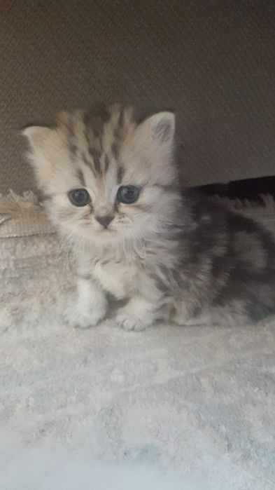 Продается котята