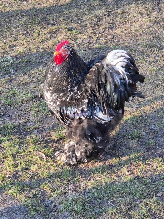 Cocosi cochinchina urias