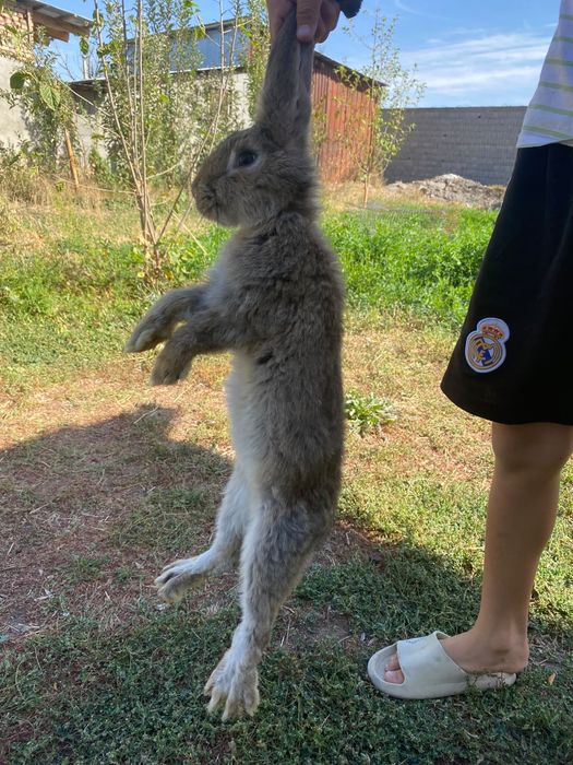 Кояан Гигант парода