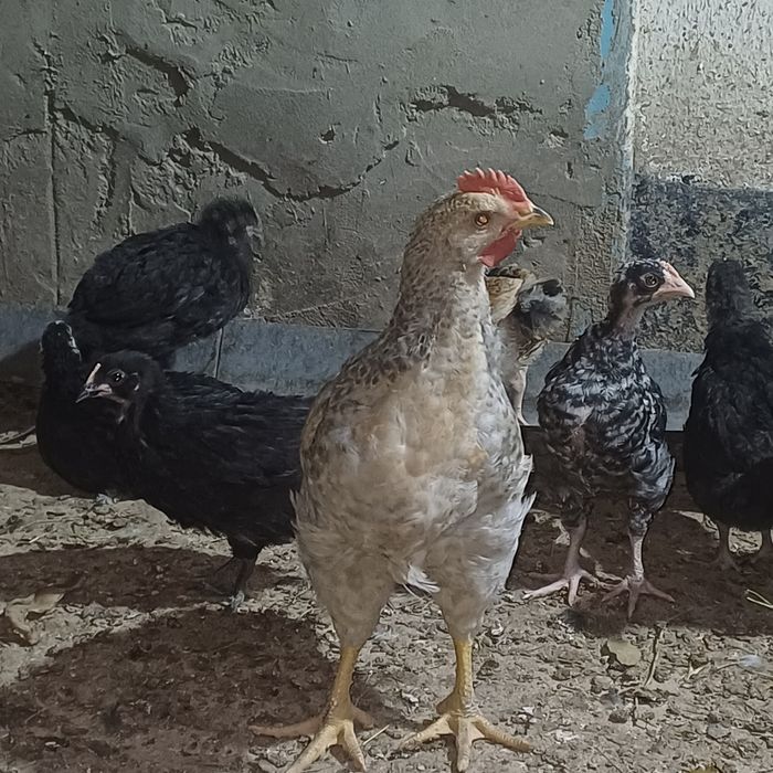 3 айлық тауық цветной