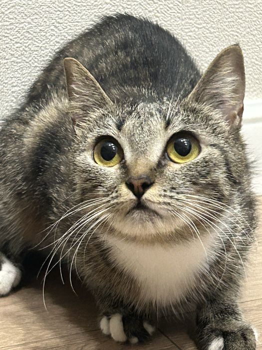 Отдам в добрые руки