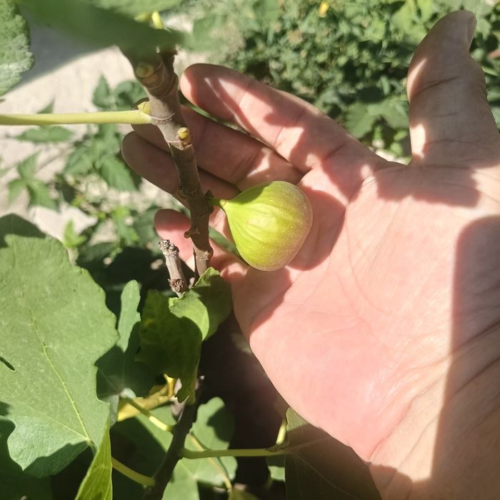Продам Инжир Чапла