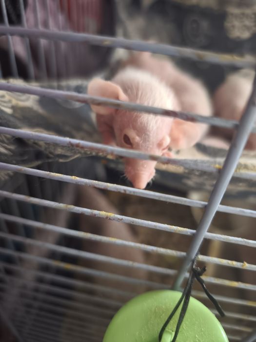 Лысые крысята , морщинки