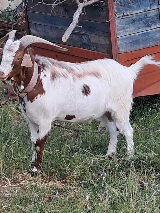 Țap si capre metis anglonubian de lapte