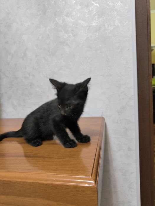 Отдам даром в добрые руки котят