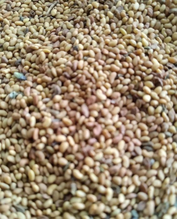 Beda urugʻ semena klevr