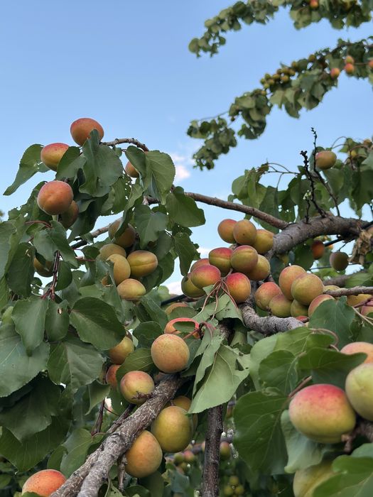 Абрикос свежый!!!