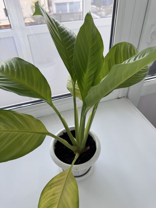 Продам цветок Женское счастье