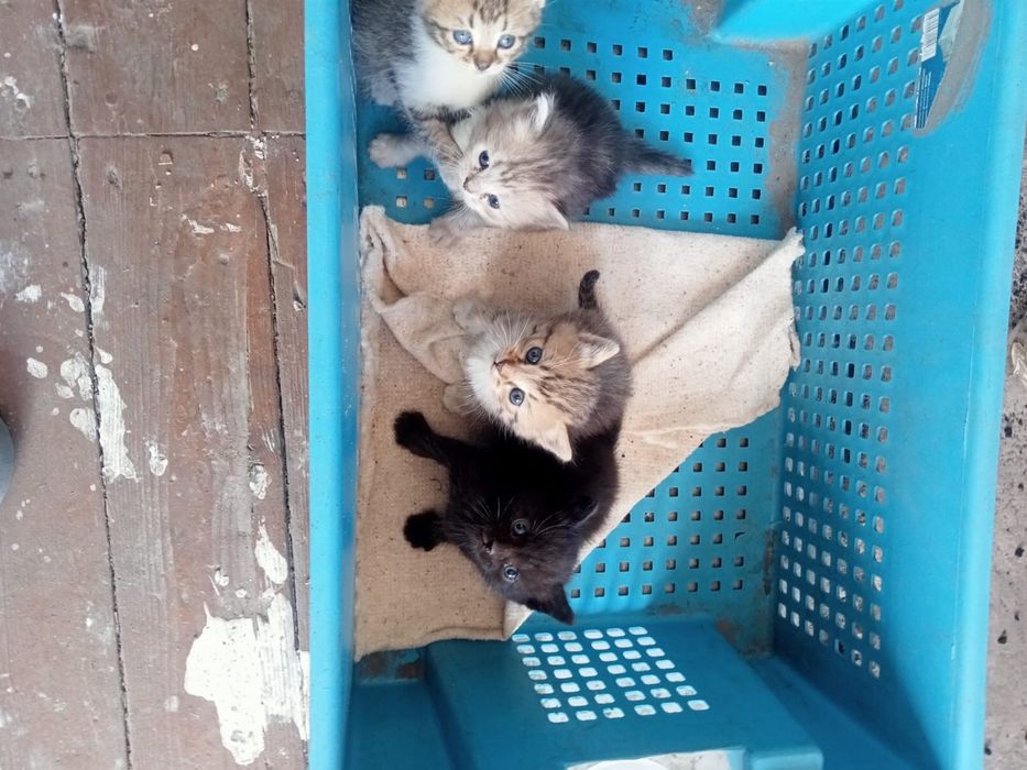 Отдам котят в добрые руки