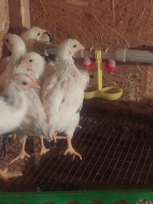 Адлер цыплята балапан