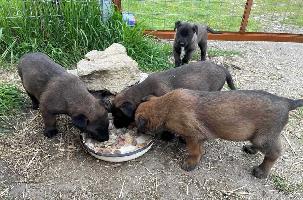 Малиноа, Белгийска Овчарка