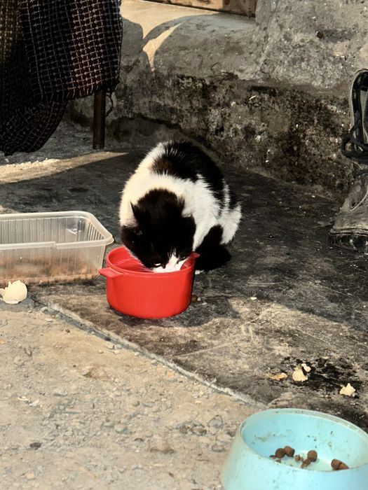 Нашел котенка рядом 7 школой