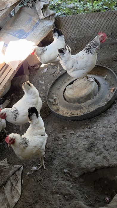 Куры. Адлерская несушка. Продам