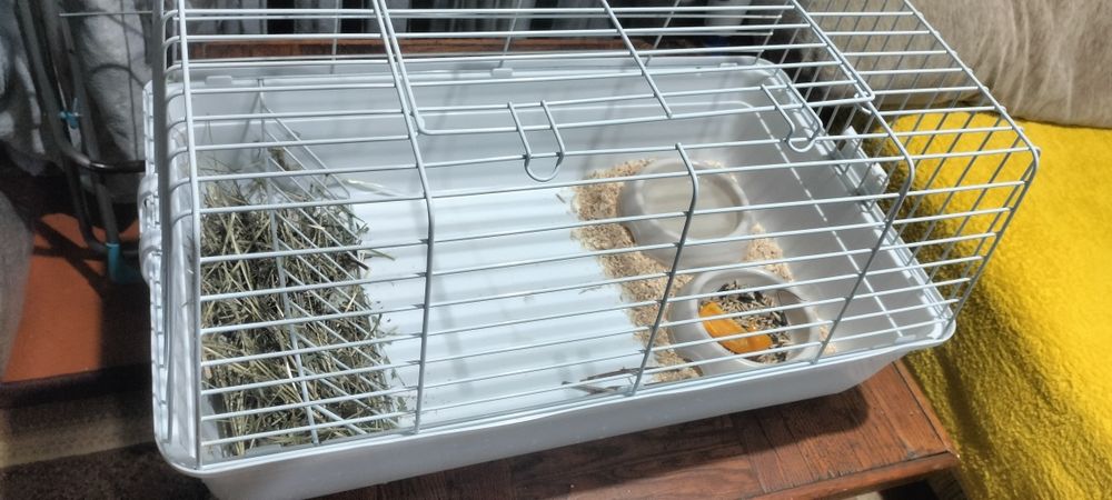 Продам кролика с клеткой.  (девочка)