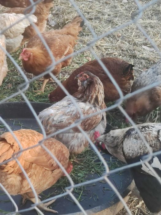 Oua pentru incubat araucana (verzi)