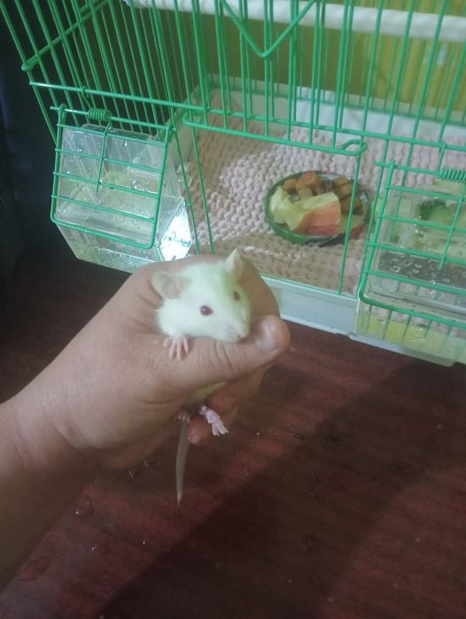 Животные Крысы Грызуны