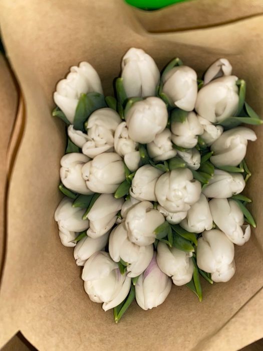 Тюльпаны люкс крупные