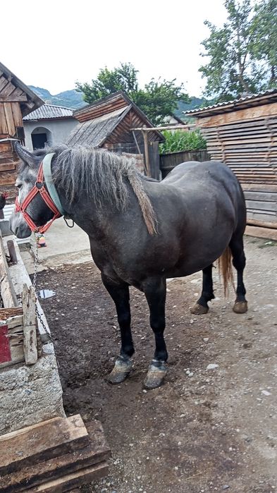 Mănză de vânzare