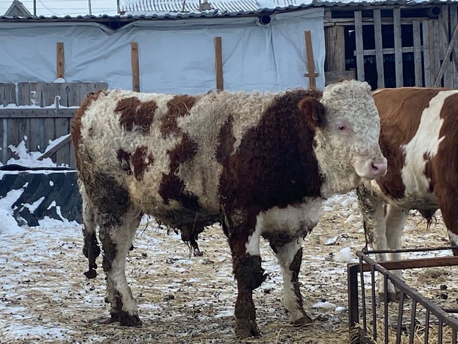 Бычки симменталы