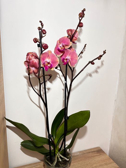 Фаленопсис орхидеи