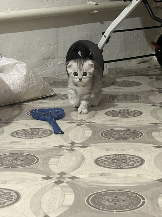 Продам котёнка страйт