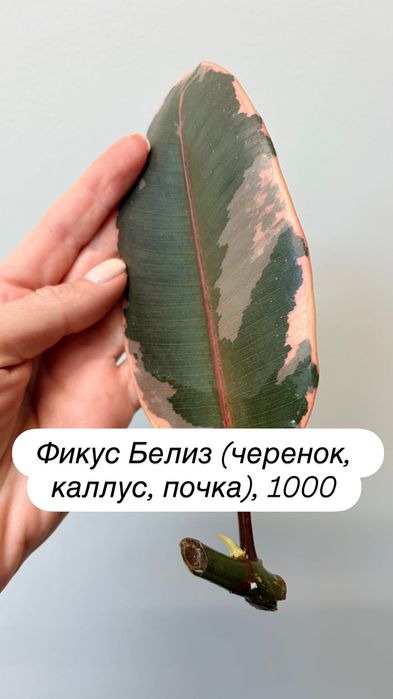 Адениум, спатифиллум, фикус, циперус