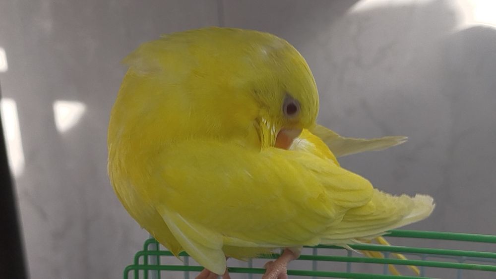 Продаю волнистого попугая