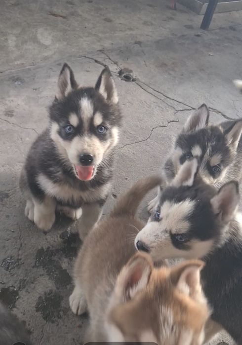 Pui husky siberian , vaccinați, deparazitati, carnet de sănătate