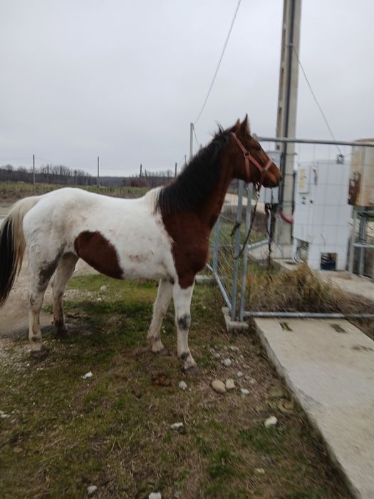 Iapa Pinto gestanta/schimb