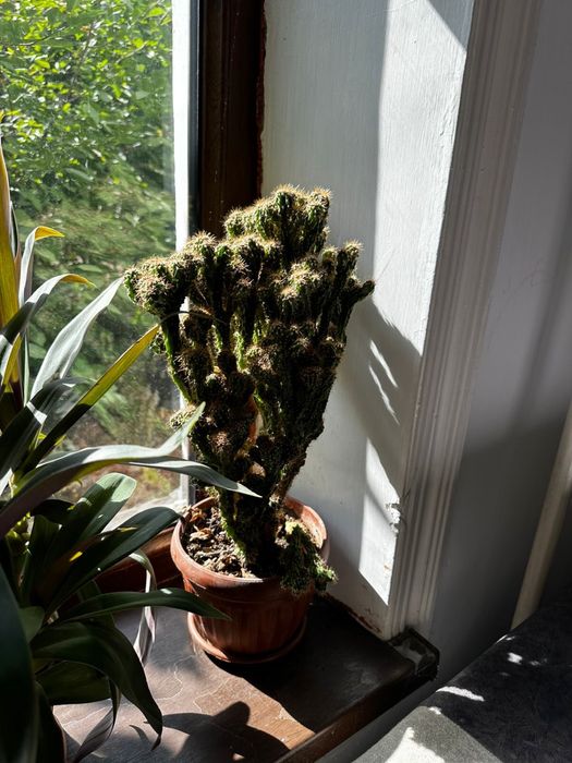 Цветы в горшке