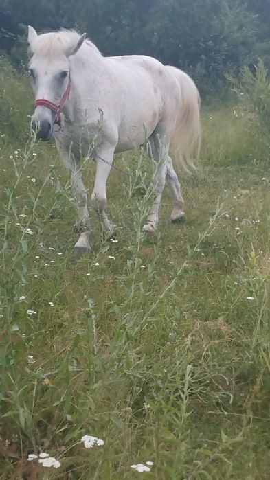 Vând urgent calul meu
