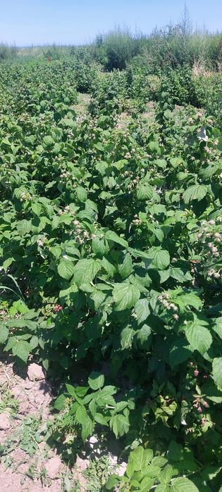 Малина ремонтатная очень хорошего сорта