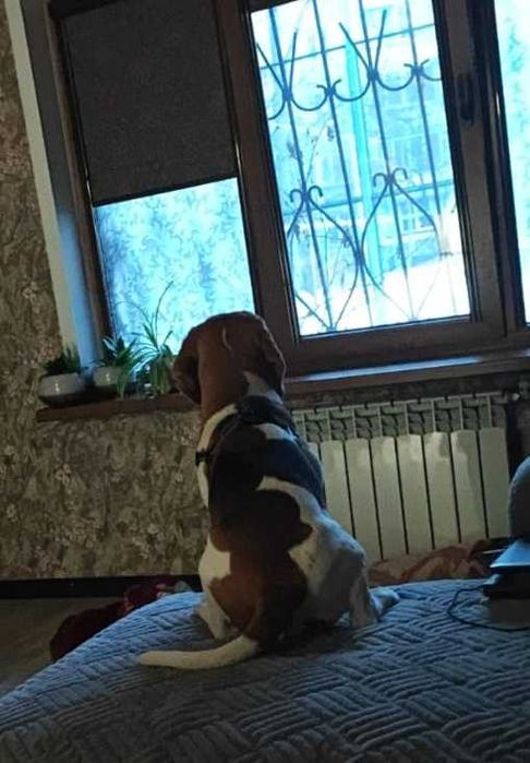 Племенной кобель бигля ищет подружку!