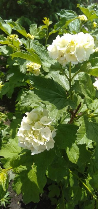 Продам дачу фёдоравка