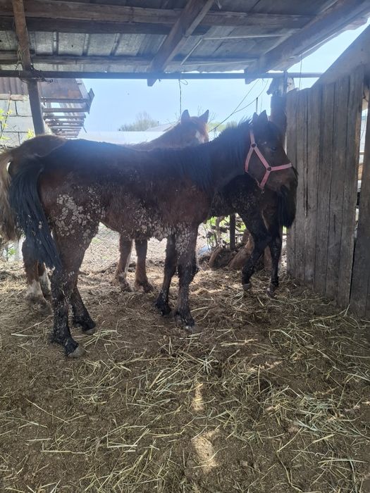 Жорга Жабағылар сатылады