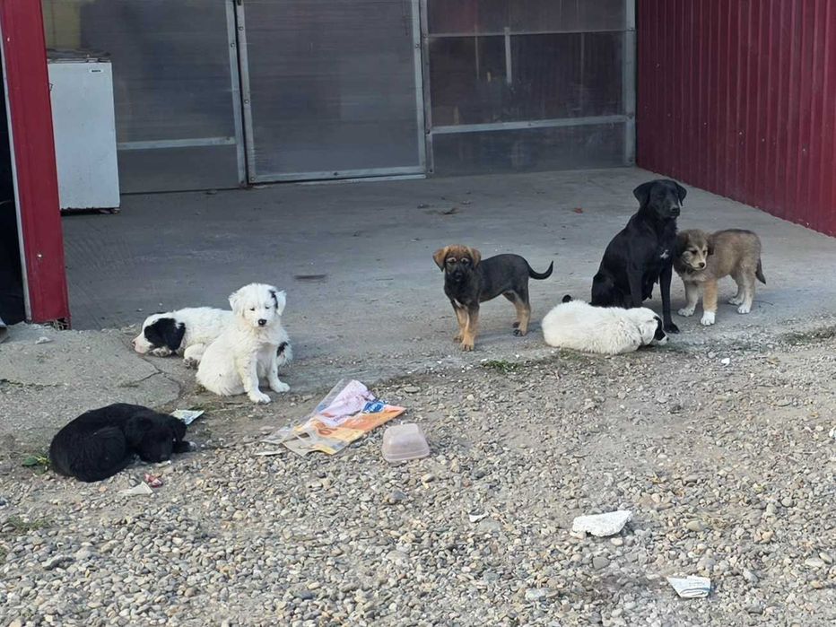 Ofer gratuit spre adopție 4 pui de câine – Deta, Timiș – URGENT