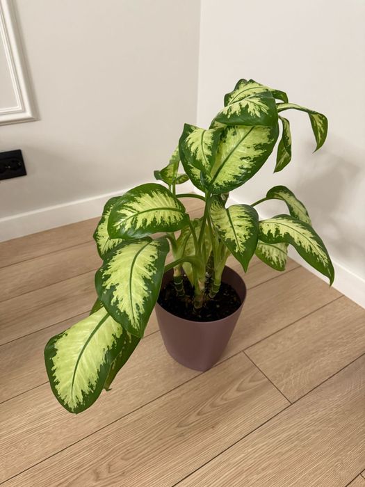 Комнатные растения.