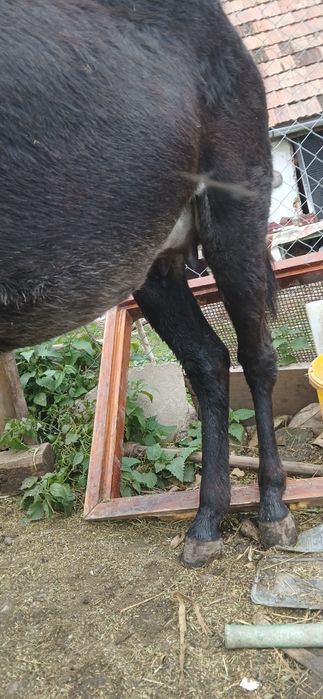 Lapte de măgăriță