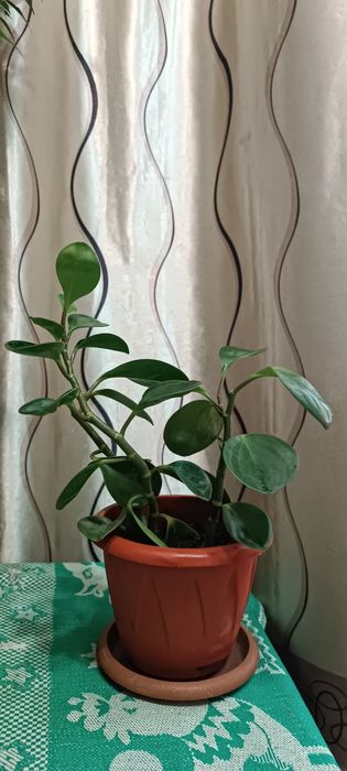 Продам комнатное растение Пеперомию.