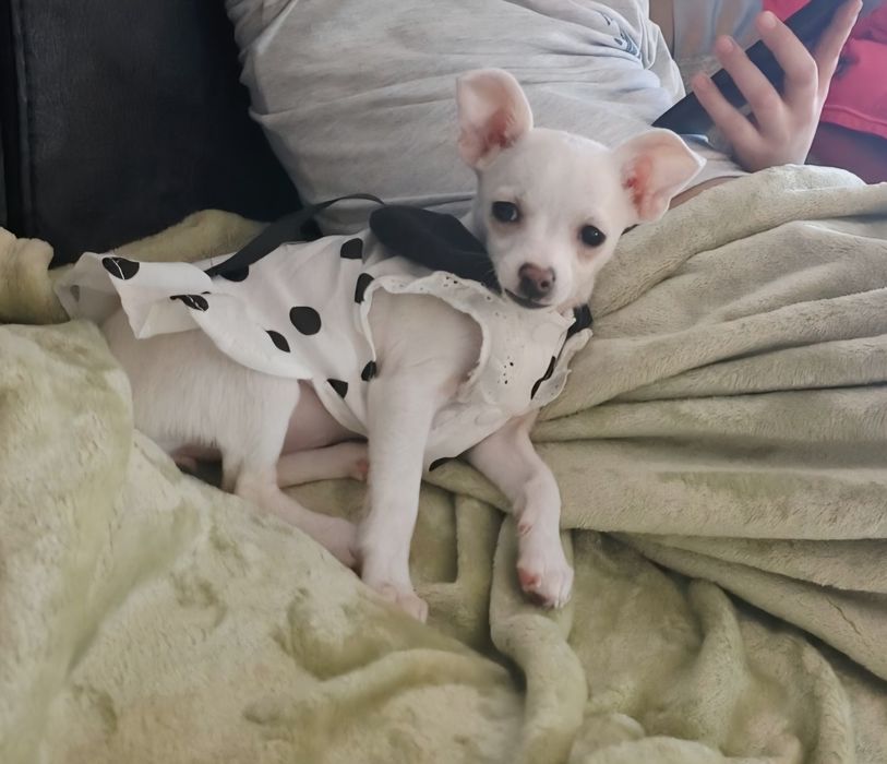 Момиче чихуахуа на 3м